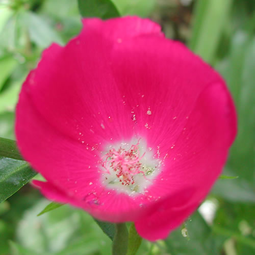 Callirhoe involucrata